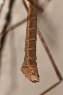 Tipule à bords des ailes bruns Tipula oleracea Linnaeus, 1758