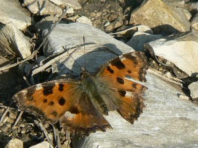 Grande Tortue (La), Vanesse de l'Orme (La), Grand- Nymphalis polychloros (Linnaeus, 1758)