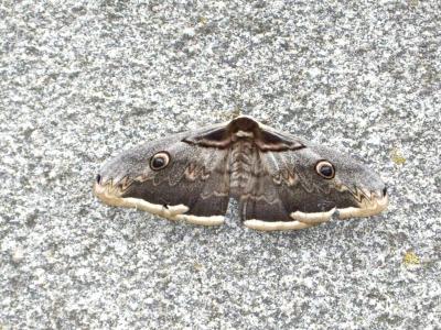 Grand Paon de nuit Saturnia pyri (Denis & Schiffermüller, 1775)