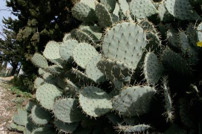 Figuier de Barbarie, Figuier d'Inde Opuntia ficus-indica (L.) Mill., 1768