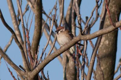 Moineau friquet Passer montanus (Linnaeus, 1758)