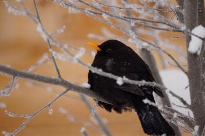 Merle noir Turdus merula Linnaeus, 1758