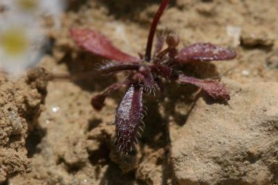 Drave de printemps Draba verna L., 1753