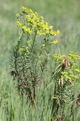Euphorbe des moissons Euphorbia segetalis L., 1753