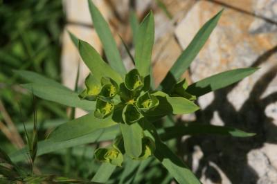 Euphorbe des moissons Euphorbia segetalis L., 1753