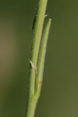 Herbe aux chantres, Sisymbre officinal Sisymbrium officinale (L.) Scop., 1772