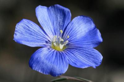 Lin de Narbonne Linum narbonense L., 1753