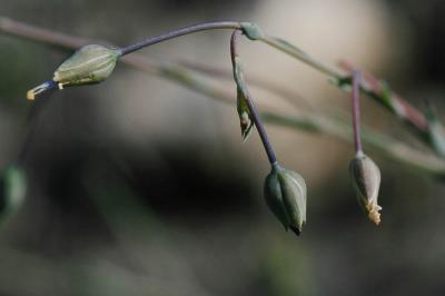 Lin de Narbonne Linum narbonense L., 1753