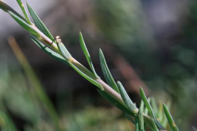 Lin de Narbonne Linum narbonense L., 1753