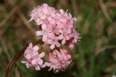 Valériane dioïque Valeriana dioica L., 1753