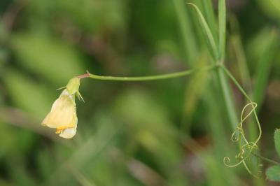 Gesse annuelle Lathyrus annuus L., 1753