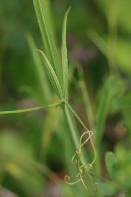Gesse annuelle Lathyrus annuus L., 1753