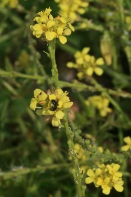 Rapistre rugueux, Ravaniscle Rapistrum rugosum (L.) All., 1785