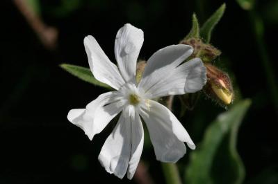 Compagnon blanc, Silène à feuilles larges Silene latifolia Poir., 1789