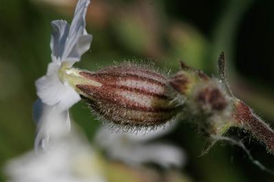 Compagnon blanc, Silène à feuilles larges Silene latifolia Poir., 1789