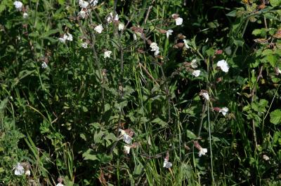 Compagnon blanc, Silène à feuilles larges Silene latifolia Poir., 1789
