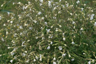 Compagnon blanc, Silène à feuilles larges Silene latifolia Poir., 1789