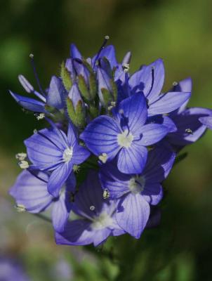 Teucride d'Allemagne Veronica teucrium L., 1762