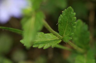 Teucride d'Allemagne Veronica teucrium L., 1762