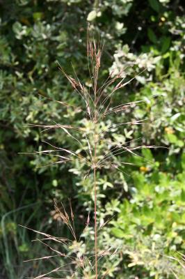 Chrysopogon grillon Chrysopogon gryllus (L.) Trin., 1820