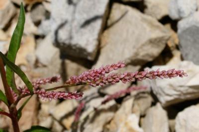 Renouée Persicaire Persicaria maculosa Gray, 1821