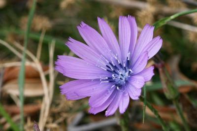 Laitue vivace, Lâche Lactuca perennis L., 1753