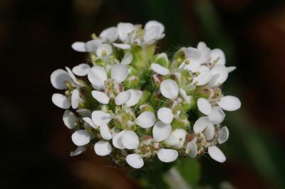 Passerage hérissée Lepidium hirtum (L.) Sm., 1818