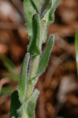 Passerage hérissée Lepidium hirtum (L.) Sm., 1818