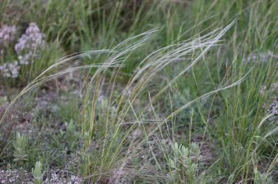 Stipe de France Stipa eriocaulis subsp. eriocaulis Borbás, 1878