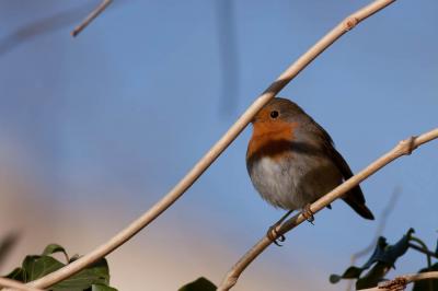 Rougegorge familier Erithacus rubecula (Linnaeus, 1758)
