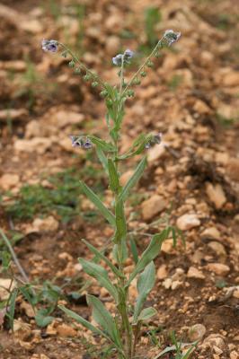 Cynoglosse de Crête, Cynoglosse peint Cynoglossum creticum Mill., 1768