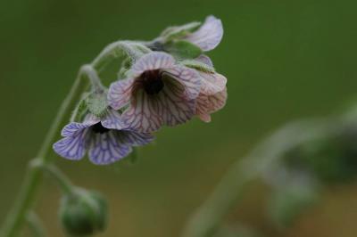Cynoglosse de Crête, Cynoglosse peint Cynoglossum creticum Mill., 1768