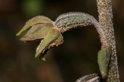 Épipactis à petites feuilles Epipactis microphylla (Ehrh.) Sw., 1800