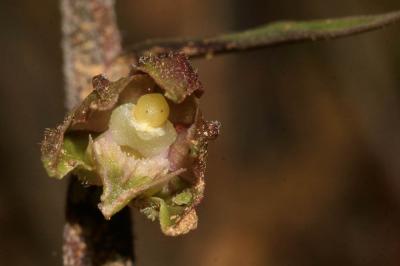 Épipactis à petites feuilles Epipactis microphylla (Ehrh.) Sw., 1800