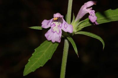 Galéopsis ladanum, Chanvre sauvage Galeopsis ladanum L., 1753