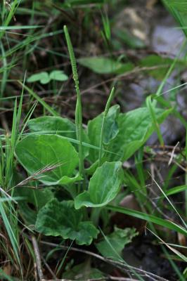 Plantain majeur, Grand plantain, Plantain à bouque Plantago major L., 1753