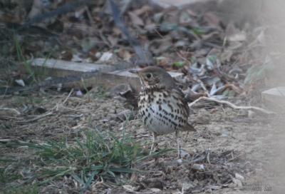 Grive musicienne Turdus philomelos C. L. Brehm, 1831