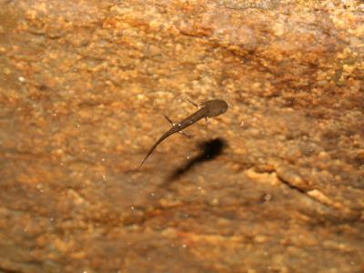 Salamandre tachetée Salamandra salamandra (Linnaeus, 1758)