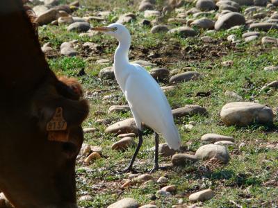 Héron garde-boeufs Bubulcus ibis (Linnaeus, 1758)