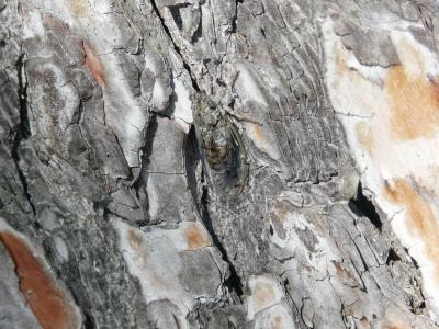 Cigale grise (la), Cigale de l'orne (la), Cigale p Cicada orni Linnaeus, 1758
