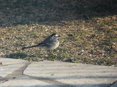  Motacilla Linnaeus, 1758