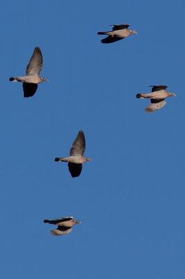 Pigeon ramier Columba palumbus Linnaeus, 1758