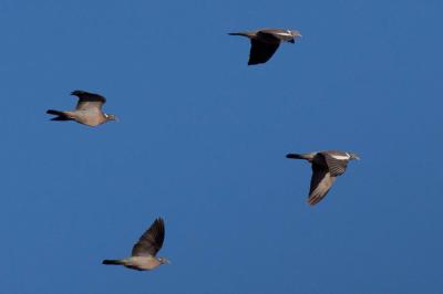 Pigeon ramier Columba palumbus Linnaeus, 1758