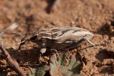  Coniocleonus nigrosuturatus (Goeze, 1777)