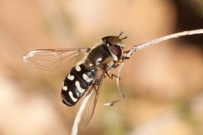 Syrphe du poirier, Syrphe pyrastre Scaeva pyrastri (Linnaeus, 1758)