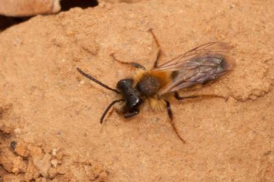  Andrena fulva (Müller, 1766)