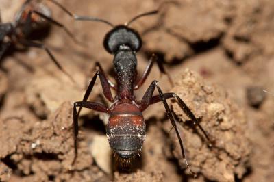  Camponotus cruentatus (Latreille, 1802)