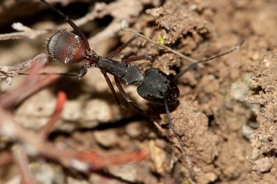  Camponotus cruentatus (Latreille, 1802)
