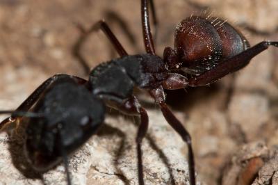  Camponotus cruentatus (Latreille, 1802)