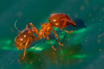  Pheidole pallidula (Nylander, 1849)